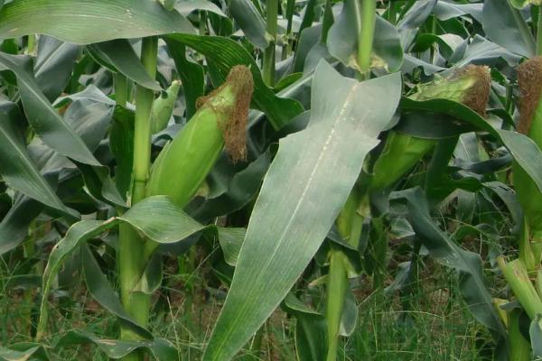 卓豪彩甜糯777玉米品种的特性