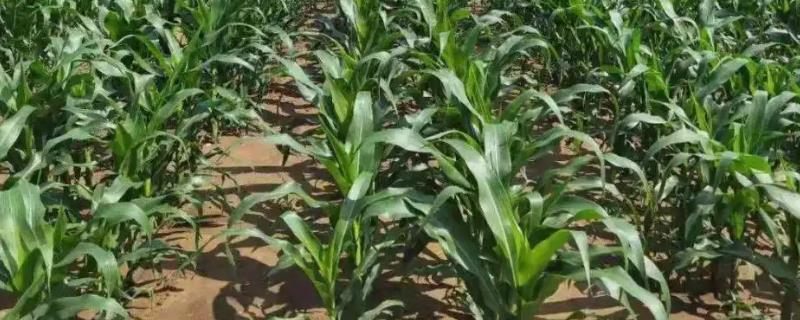 星玉三交玉米种子介绍，中抗小斑病和纹枯病