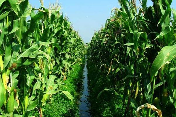 SAU2017玉米品种的特性，为高淀粉品种