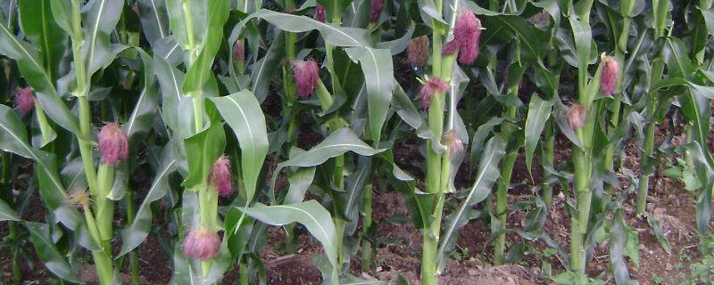 盛馨628玉米种子简介，春播平均生育期138.0天