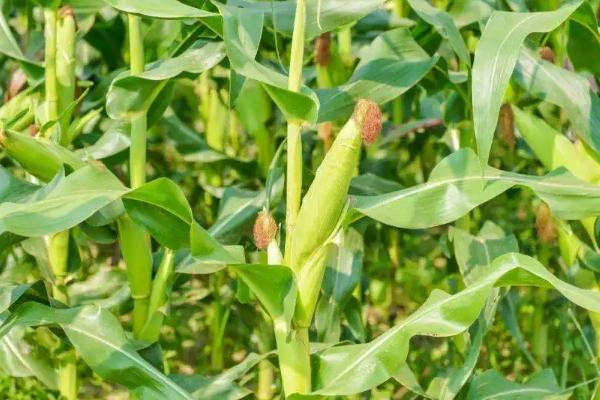 SAU2017玉米品种的特性，为高淀粉品种