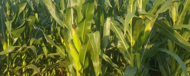 文天67玉米品种简介,春播平均生育期108.1天