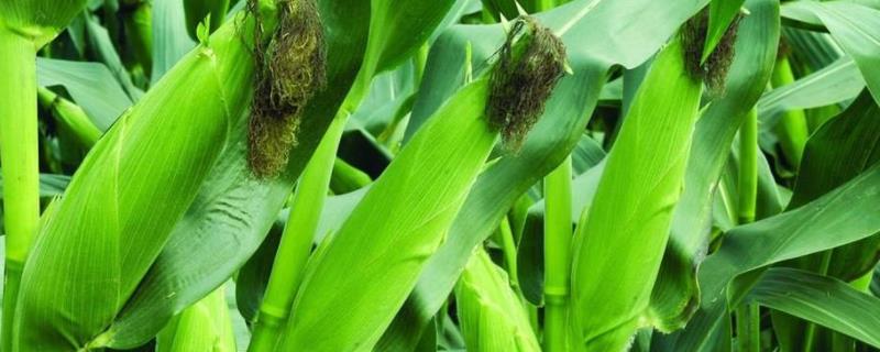 卓豪彩甜糯777玉米品种的特性