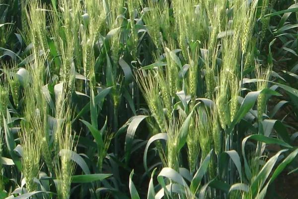 内麦17小麦种子介绍，中抗白粉病