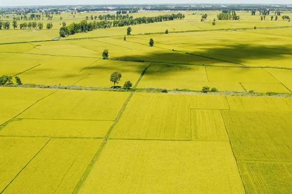 绵香优357水稻种子介绍,综合防治病虫害