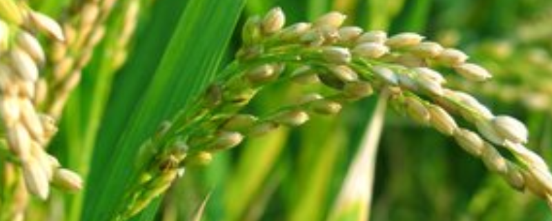 昌凯丝苗水稻种子特点，5月下旬至6月上旬播种