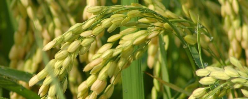 冈优416水稻种子特点，种植密度6×7寸或6×8寸