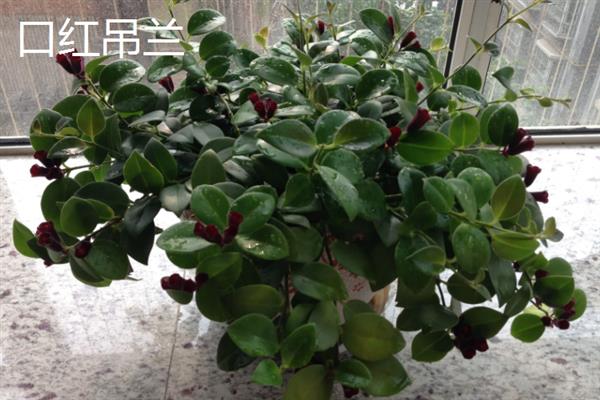 吊兰有什么品种，常见金边吊兰、口红吊兰等种类