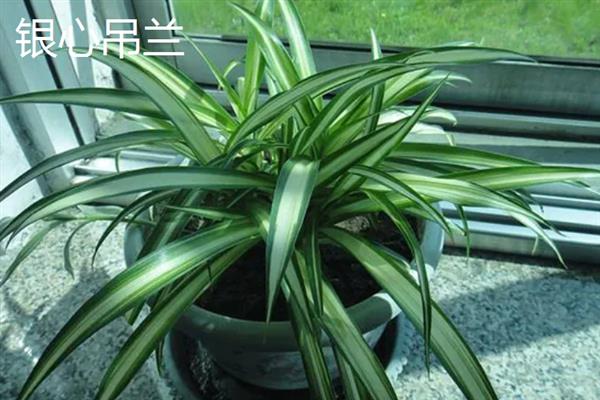 吊兰有什么品种，常见金边吊兰、口红吊兰等种类