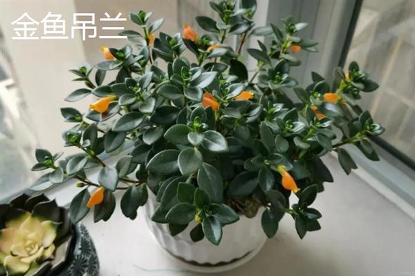 吊兰有什么品种，常见金边吊兰、口红吊兰等种类