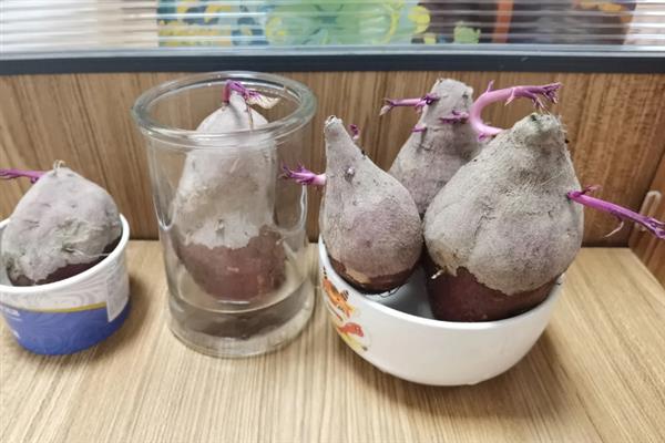 怎么水培红薯，平时要全天候提供光照