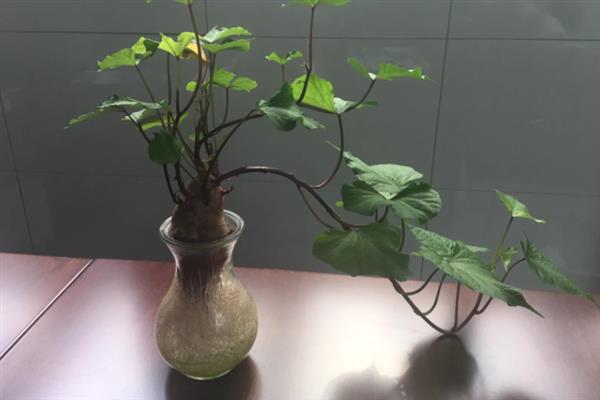 怎么水培红薯，平时要全天候提供光照