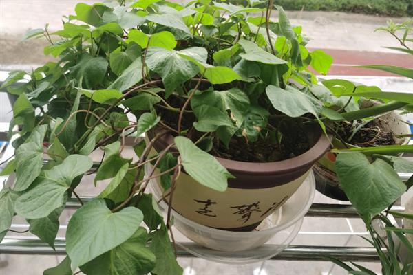 怎么水培红薯，平时要全天候提供光照