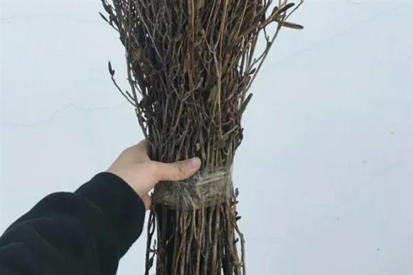 干枝杜鹃需要多久才会开放，在水中养护10天左右便可开花