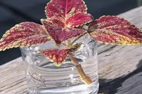 彩叶草的耐寒温度,可以忍耐5℃的低温