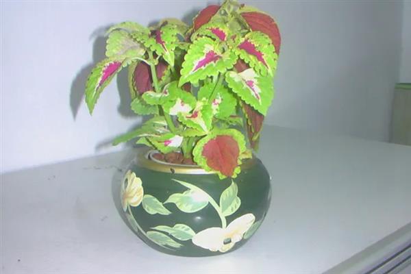 彩叶草的耐寒温度,可以忍耐5℃的低温