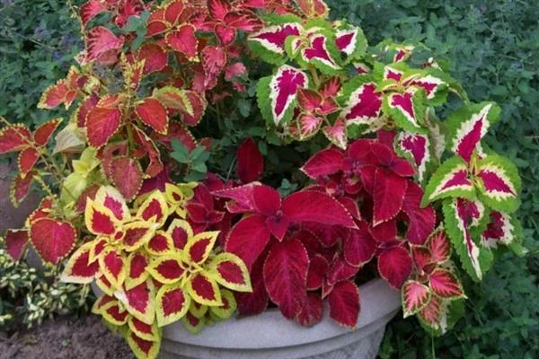 彩叶草的耐寒温度,可以忍耐5℃的低温