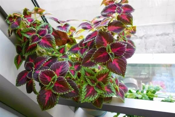 彩叶草的耐寒温度,可以忍耐5℃的低温