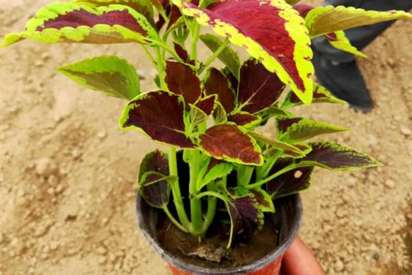 彩叶草的耐寒温度,可以忍耐5℃的低温