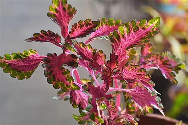 彩叶草的耐寒温度,可以忍耐5℃的低温