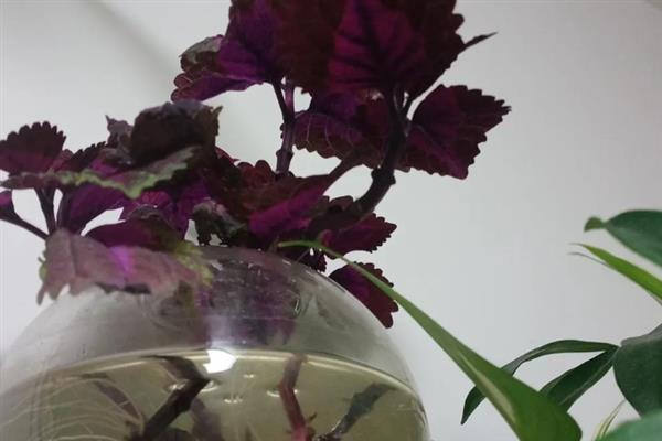 彩叶草的耐寒温度,可以忍耐5℃的低温