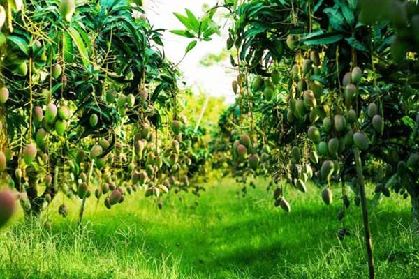 果农为什么要种草，有改良土壤的作用