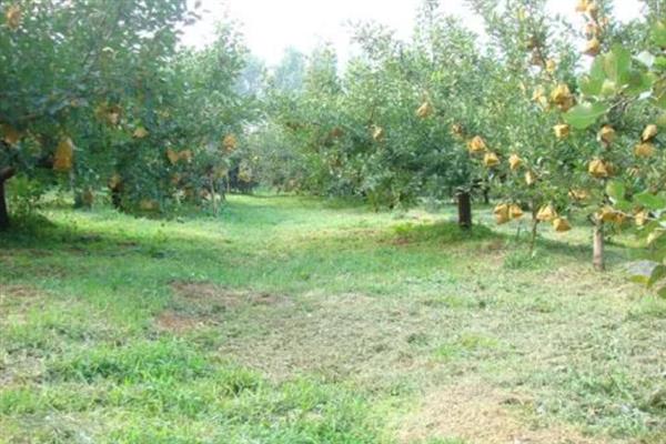 果农为什么要种草，有改良土壤的作用