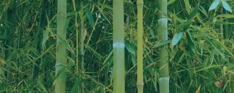 竹子有没有种子，一生只结一次种子