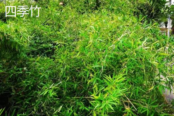 竹子有没有种子，一生只结一次种子
