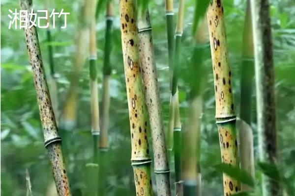 竹子有没有种子，一生只结一次种子