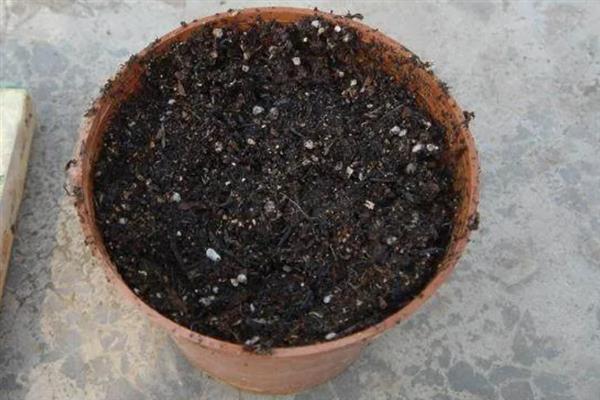 哪种玫瑰花是蓝色渐变，碎冰蓝长有蓝白相间的花瓣