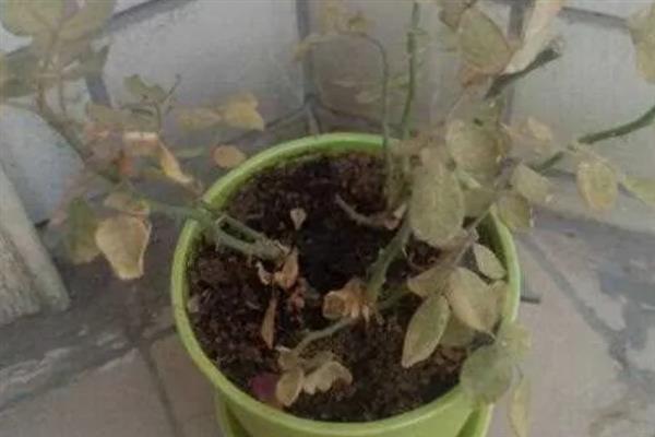 哪种玫瑰花是蓝色渐变，碎冰蓝长有蓝白相间的花瓣