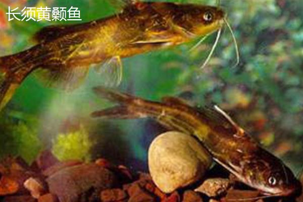 黄颡鱼的别称，具有黄辣丁、黄骨鱼、黄刺骨等叫法