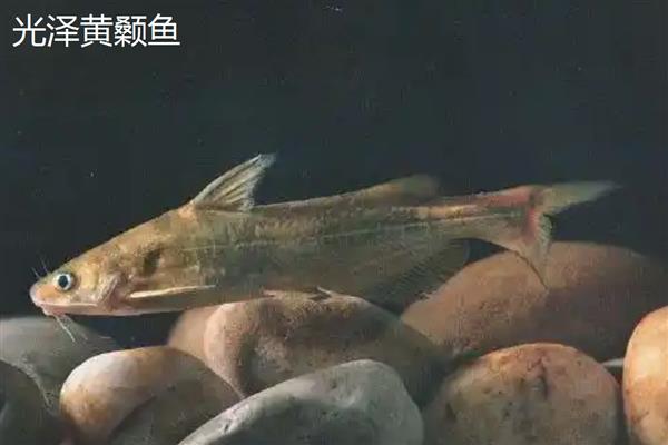 黄颡鱼的别称，具有黄辣丁、黄骨鱼、黄刺骨等叫法