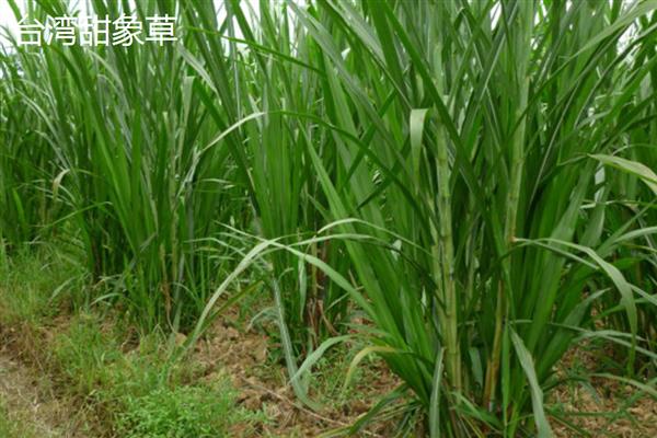 牛吃的牧草有哪些，有黑牧草、墨西哥玉米草等