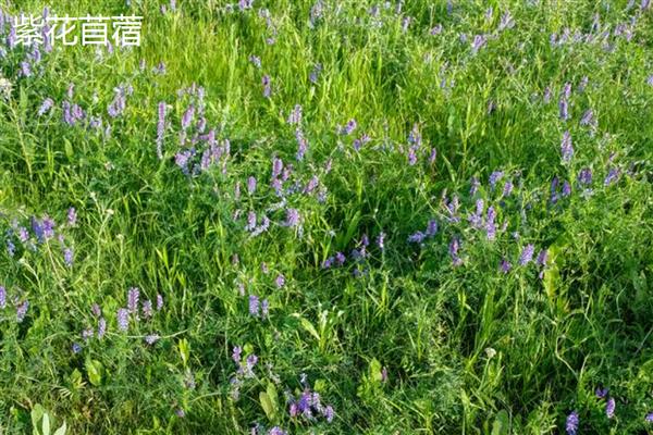 牛吃的牧草有哪些，有黑牧草、墨西哥玉米草等