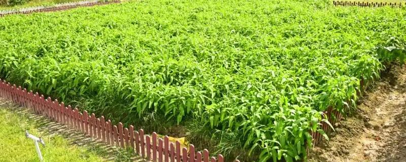 空心菜的种植方法，可在春秋季节进行