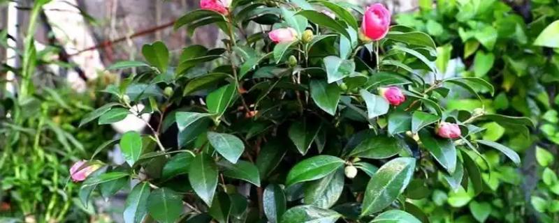 让茶花更旺盛的方法，平时每隔20天追施一次复合肥