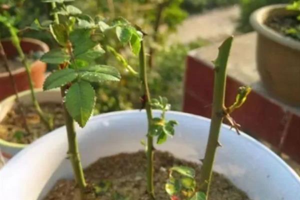 蔷薇花的繁殖方法，可扦插、嫁接、压条繁殖