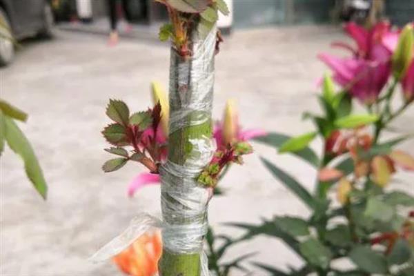 蔷薇花的繁殖方法，可扦插、嫁接、压条繁殖