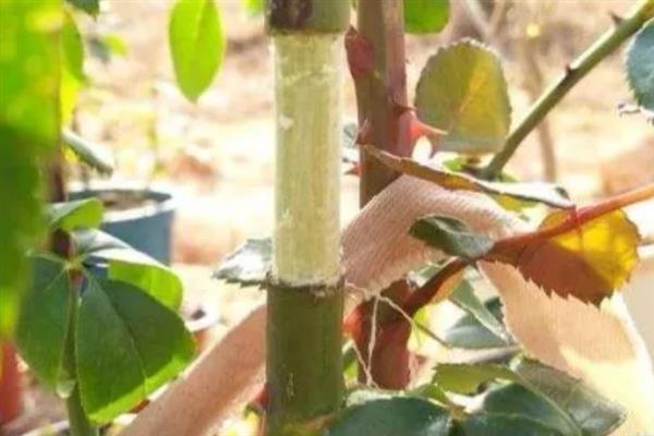 蔷薇花的繁殖方法，可扦插、嫁接、压条繁殖