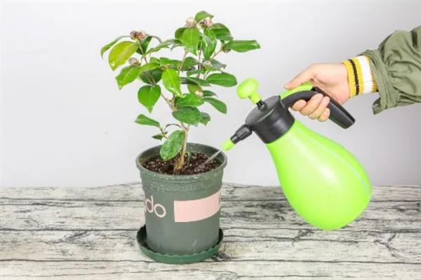 让茶花更旺盛的方法，平时每隔20天追施一次复合肥