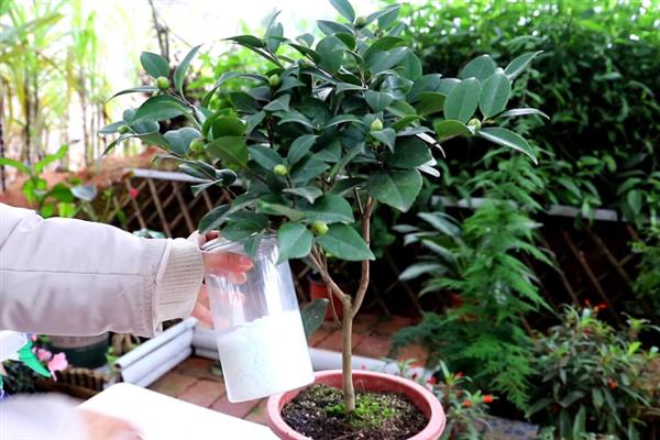 让茶花更旺盛的方法，平时每隔20天追施一次复合肥