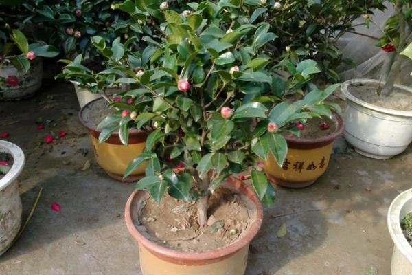 让茶花更旺盛的方法，平时每隔20天追施一次复合肥
