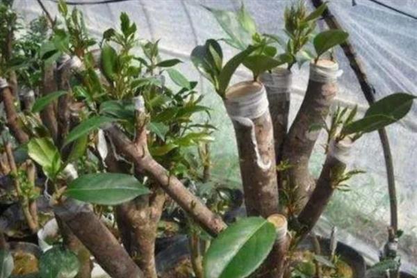 让茶花更旺盛的方法，平时每隔20天追施一次复合肥