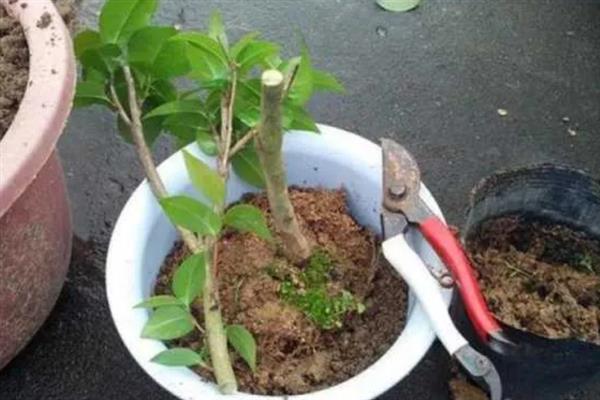让茶花更旺盛的方法，平时每隔20天追施一次复合肥