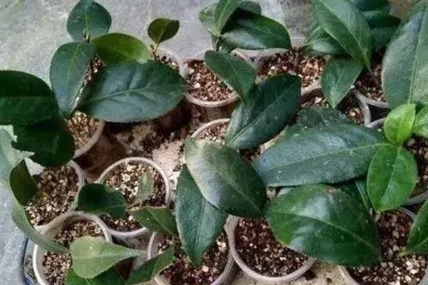 让茶花更旺盛的方法，平时每隔20天追施一次复合肥