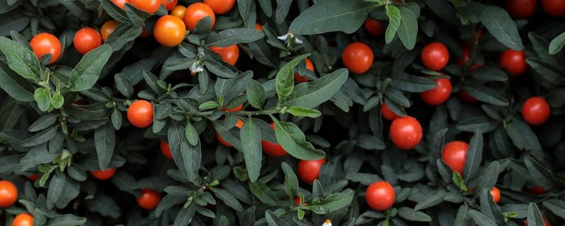 珊瑚豆怎么养殖，春夏秋三季要遮阴防晒