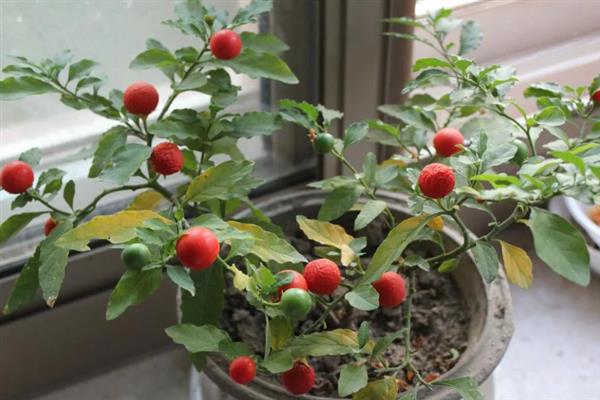 珊瑚豆怎么养殖，春夏秋三季要遮阴防晒