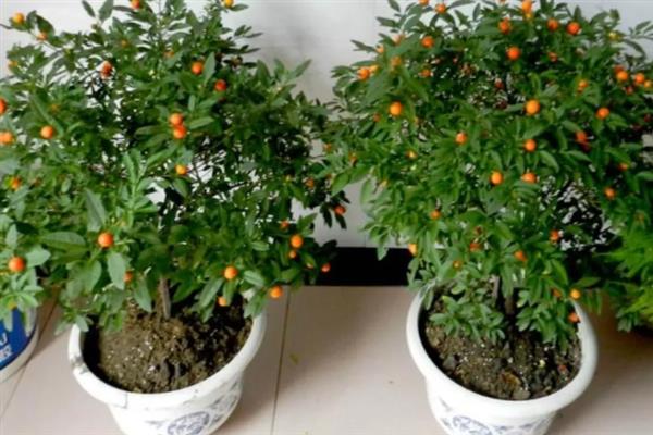 珊瑚豆怎么养殖，春夏秋三季要遮阴防晒